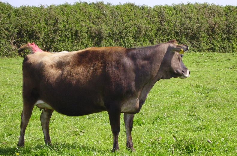 cows-calves-and-veterinary-dry-cow